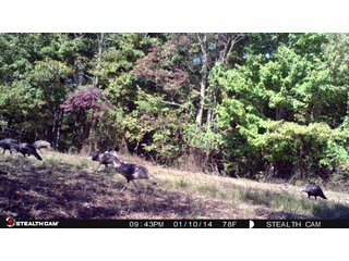 Wild Turkeys - LAND AUCTION - 1,682+/- ACRES OFFERED IN 17 TRACTS IN LEWIS & GREENUP COUNTIES, KENTUCKY